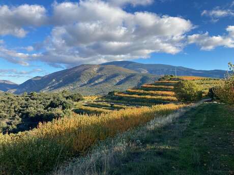 Balade dans les vergers au pied du Mont Ventoux - L'Atelier d'Hippolyte