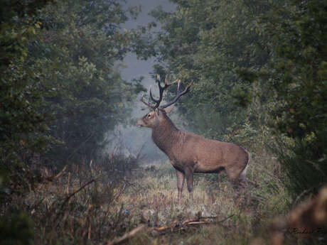 Exposition "Les équipages de chasse"