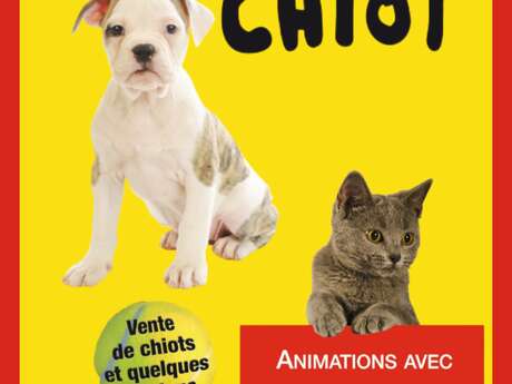 Salon du Chiot