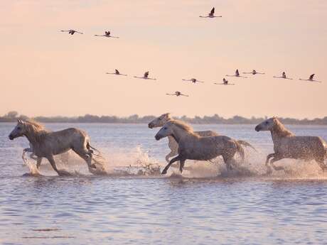 Sortie du CCAS : Camargue