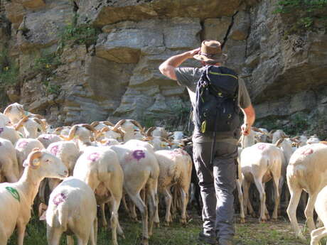 Transhumance des brebis tarasconnaises – 1er départ