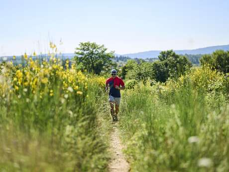 TV19 - Höhenlavendel