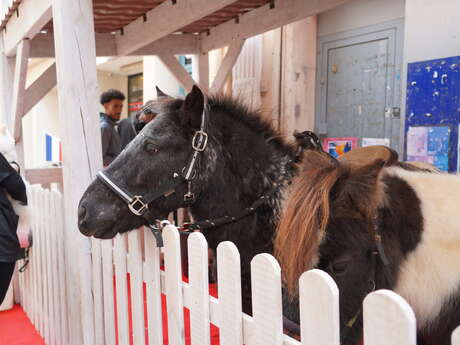 Balades à poneys