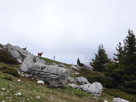 Randonnée famille : mais qui est passé par-là ? - 1/2 journée
