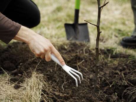 Atelier plantation à la Maison de la Châtaigne