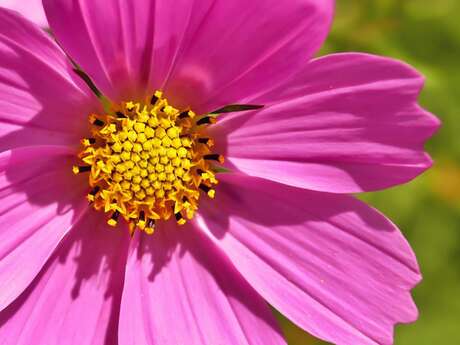 Exposition : Faune et Flore roquebrunoises