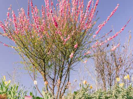 Paseo botánico por Villevêque