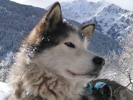 Activités avec chiens de traineaux