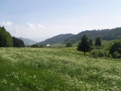 Circuit Trail 5 - Boucle du plateau des Moises