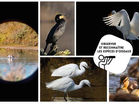 Balade ornitho - C’est le printemps ! Chants d’oiseaux estivants - Autres Versants