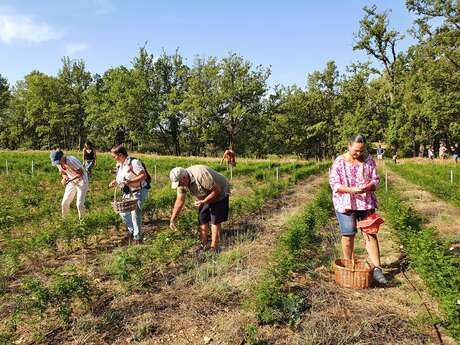 Visite de la passion - cueillette de JASMIN- Chemins parfumés UNESCO