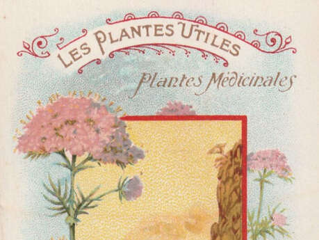 Les plantes utiles