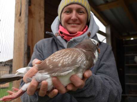 Tout comprendre du pigeon