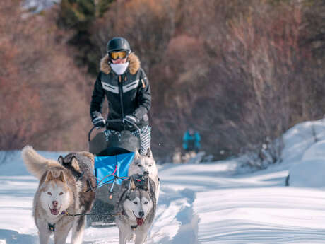 Azak Mushing