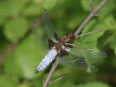 Nature activity: Dragonflies and friends