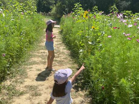 Visite du Jardin Extraordinaire et découverte des insectes qui le peuplent
