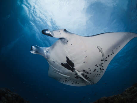 Bora Diving Center (by Eleuthera)