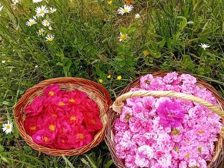 Visite à la Ferme, Rosier et plantes médicinales