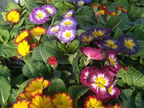 Portes ouvertes du Potager de la musiquette