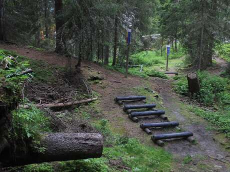 Parcours vita de Charançon