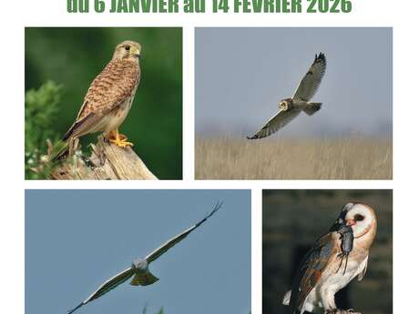 Exposition : Les rapaces