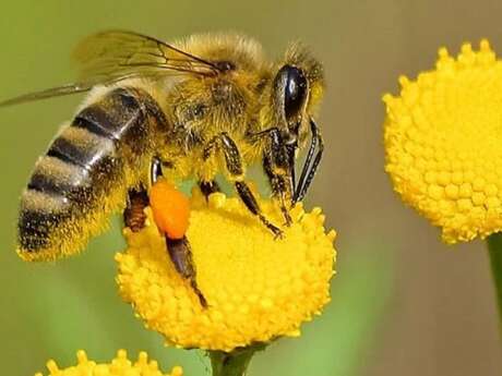 Exposition "Sauvons les abeilles"