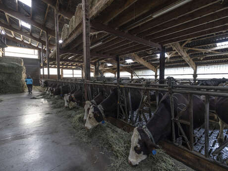 Ontdek het melken - GAEC Le Criou boerderij
