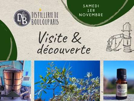 Plongez au Cœur de l'Or Vert Calédonien : le Niaouli !
