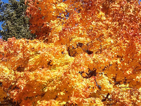 Atelier - L'arbre vous inspire en toute saison !