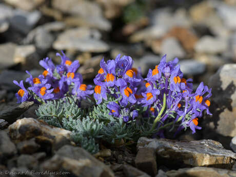 Diaporama "Autour de la flore alpine du massif du Mont Viso"