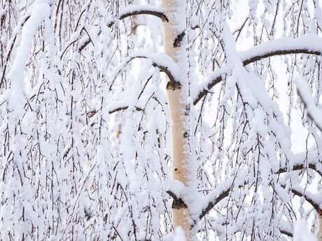 Projection-causerie : "En attendant la neige"