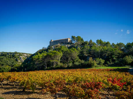 Vigne et vin : taille tôt, taille tard, rien ne vaut la taille de mars 