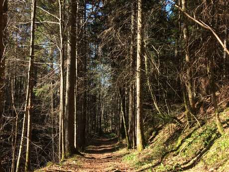 2 - Boucle découverte autour de Saint-Pierre en trail