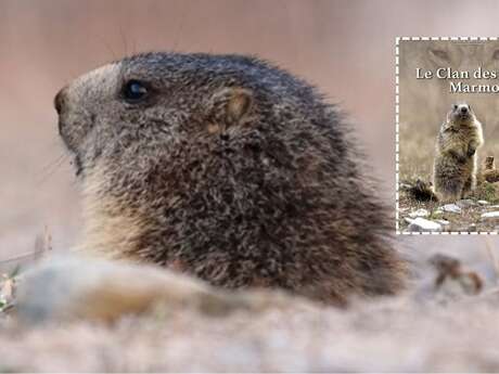Projection documentaire animalier "Le clan des marmottes"