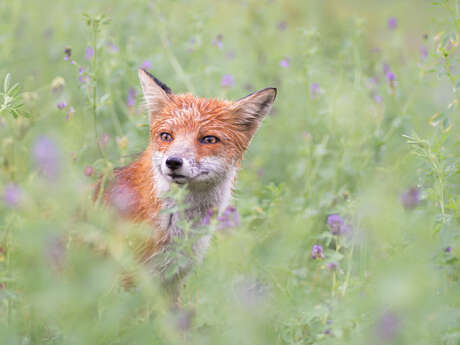 Animation nature: Dans la peau d'un animal
