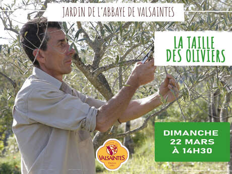 Conférence : La taille des oliviers