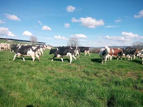 Lait de Bresse, de la vache au beurre, visite-atelier