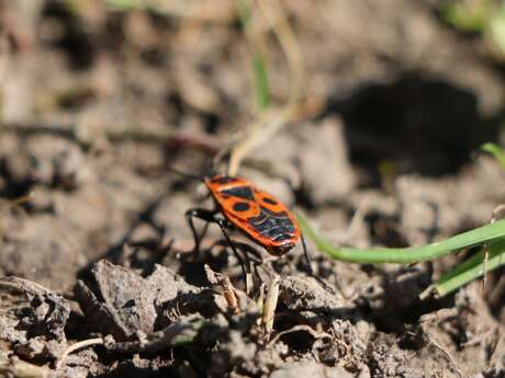 Fest der Natur: Entdecken Sie das verborgene Leben im Boden