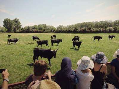 Manade des Baumelles