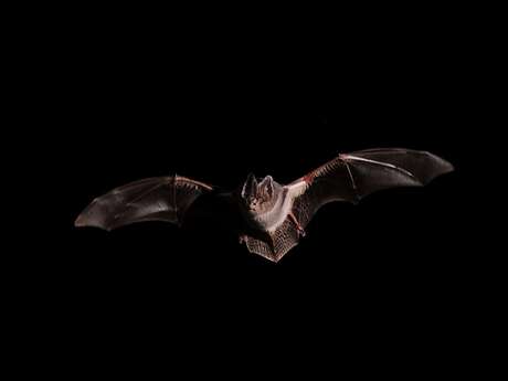 A l'écoute des chauves-souris à la RNR de la galerie du Pont des Pierres