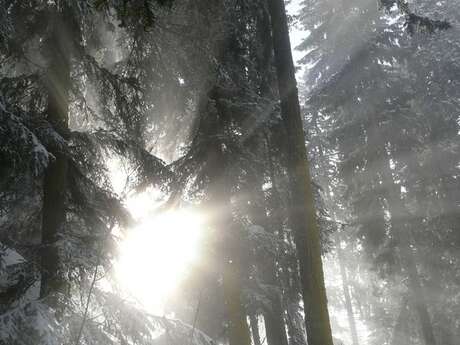 Snowshoe outing: At the heart of the Covetan forest.