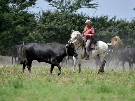 Découverte de la manade Blanc avec tri de bétail
