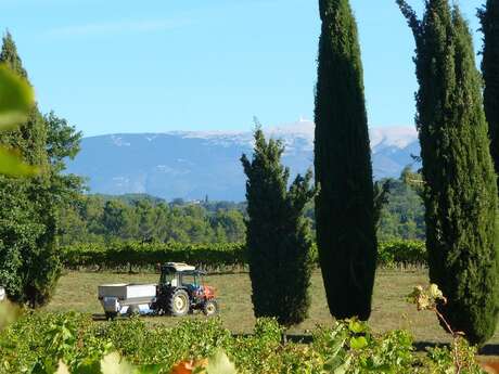 Pique-nique vigneron au Château Unang