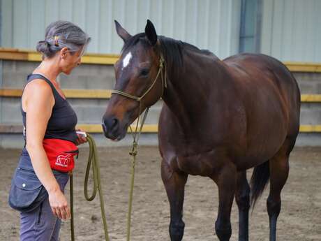 Initiation au clicker training avec le cheval