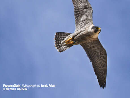 Zozios et autres piafs marseillais