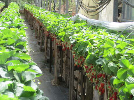 Christian Romano, market gardener