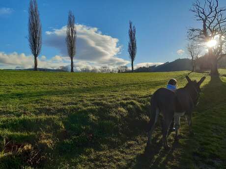 Promenade avec les ânes Marius et Jasmal