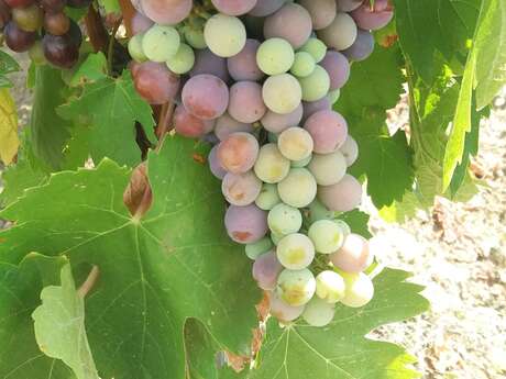 Itinéraire pédestre Pierrevert "Vignes et chapelle St Patrice"