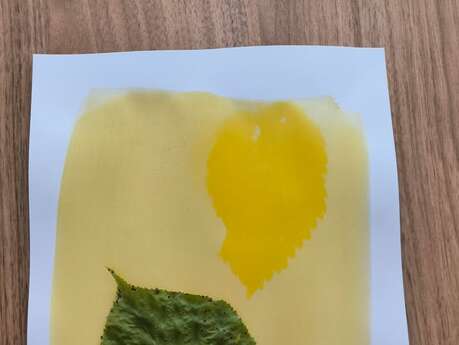 Atelier "Crée ta photo naturelle avec l’anthotype"