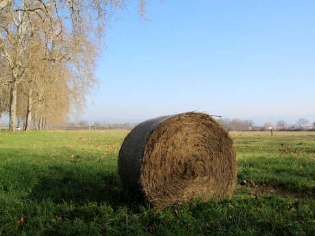 N°35 La Ronde Nervirotte